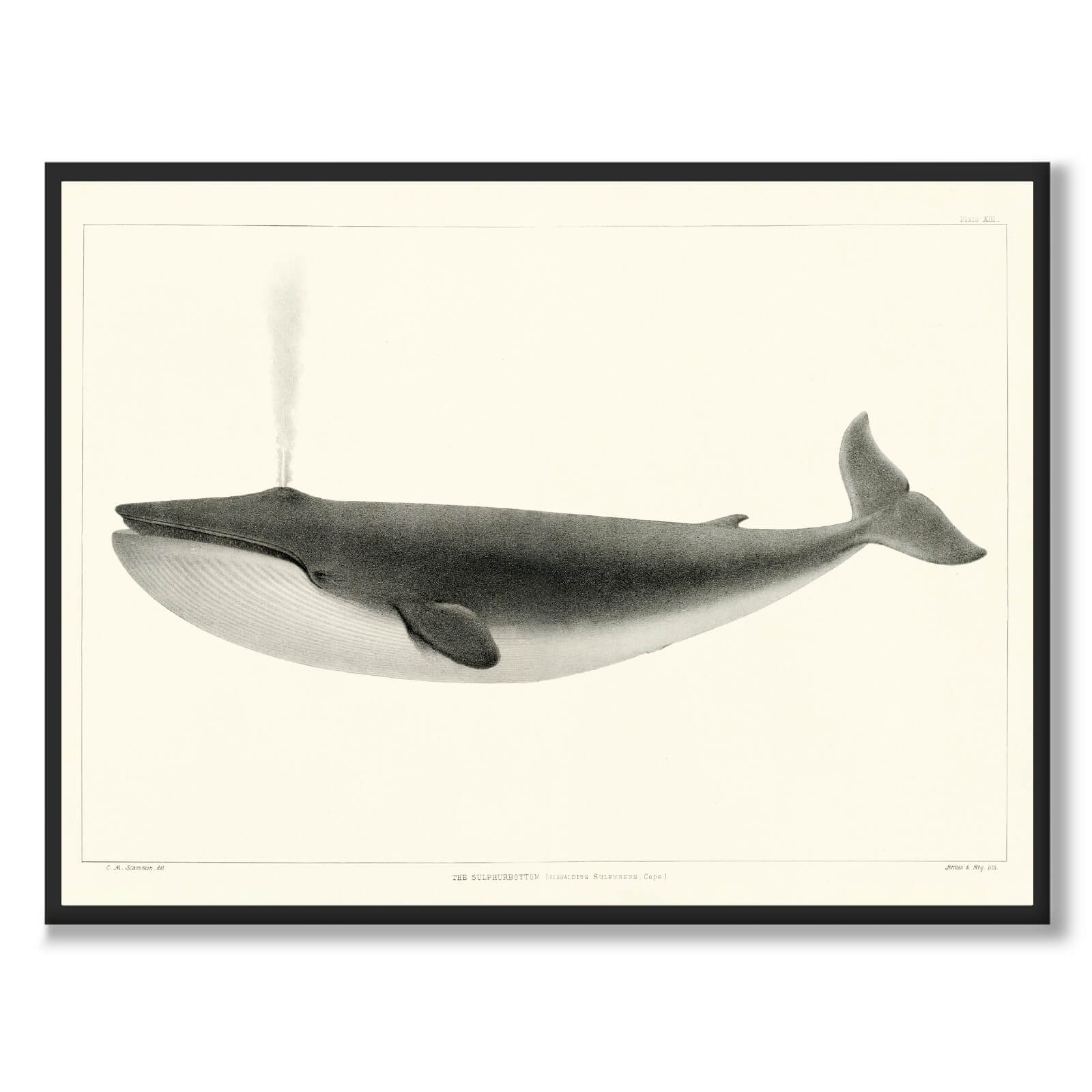 The Sulphurbottom som vintage zoologisk illustration och poster från Historly – bild 1