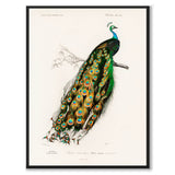 Indian Peafowl som vintage zoologisk illustration och poster från Historly – bild 1