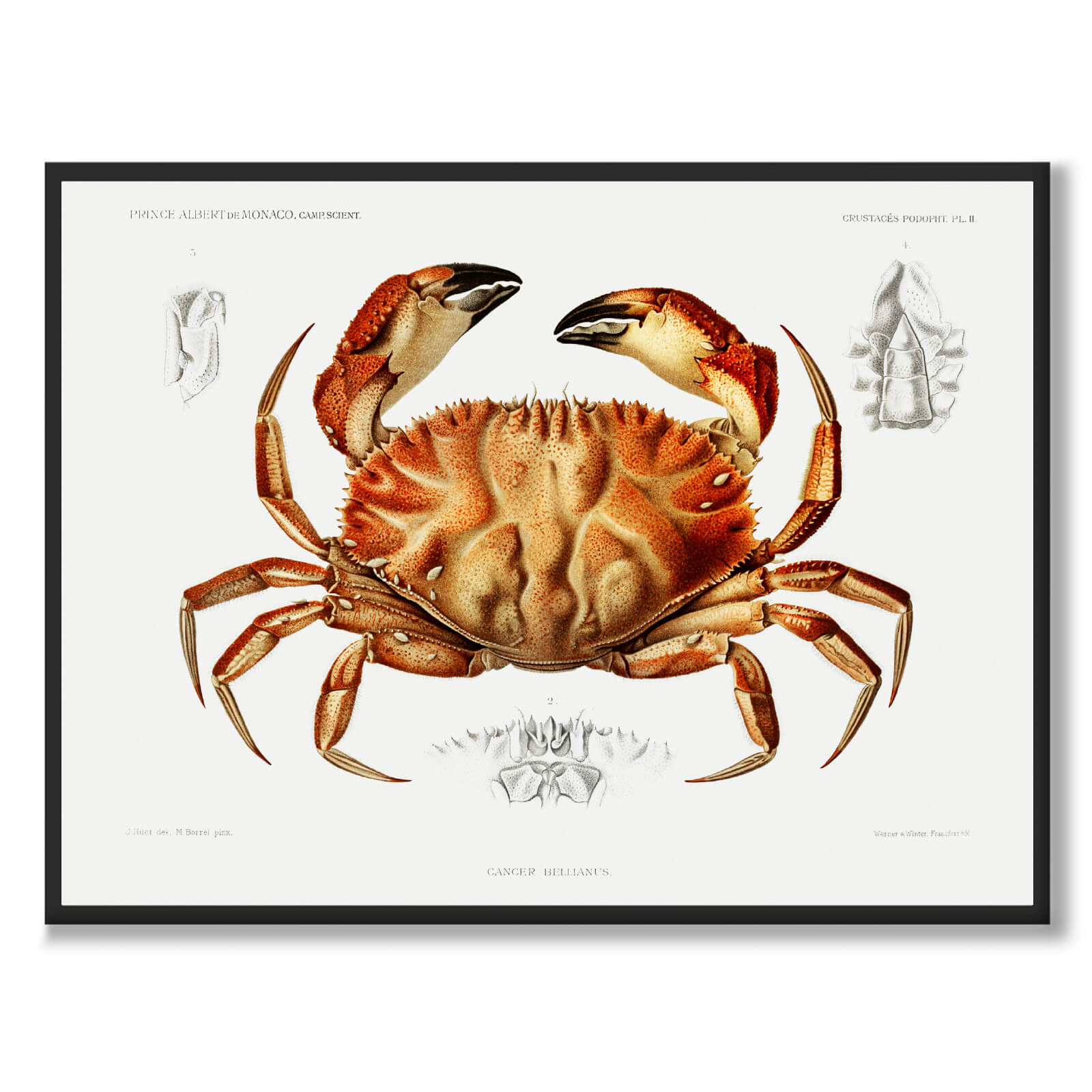 Toothed Rock Crab som vintage zoologisk illustration och poster från Historly – bild 1