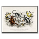 Six Monkeys som vintage zoologisk illustration och poster från Historly – bild 1