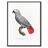 The Grey Parrot som vintage zoologisk illustration och poster från Historly – bild 1