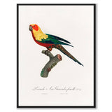 The Sun Parakeet som vintage zoologisk illustration och poster från Historly – bild 1