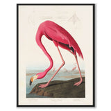 Flamingo som vintage zoologisk illustration och poster från Historly – bild 1