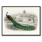 Peacock som vintage zoologisk illustration och poster från Historly – bild 1