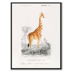 Giraffe som vintage zoologisk illustration och poster från Historly – bild 1