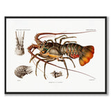 European Lobster som vintage zoologisk illustration och poster från Historly – bild 1