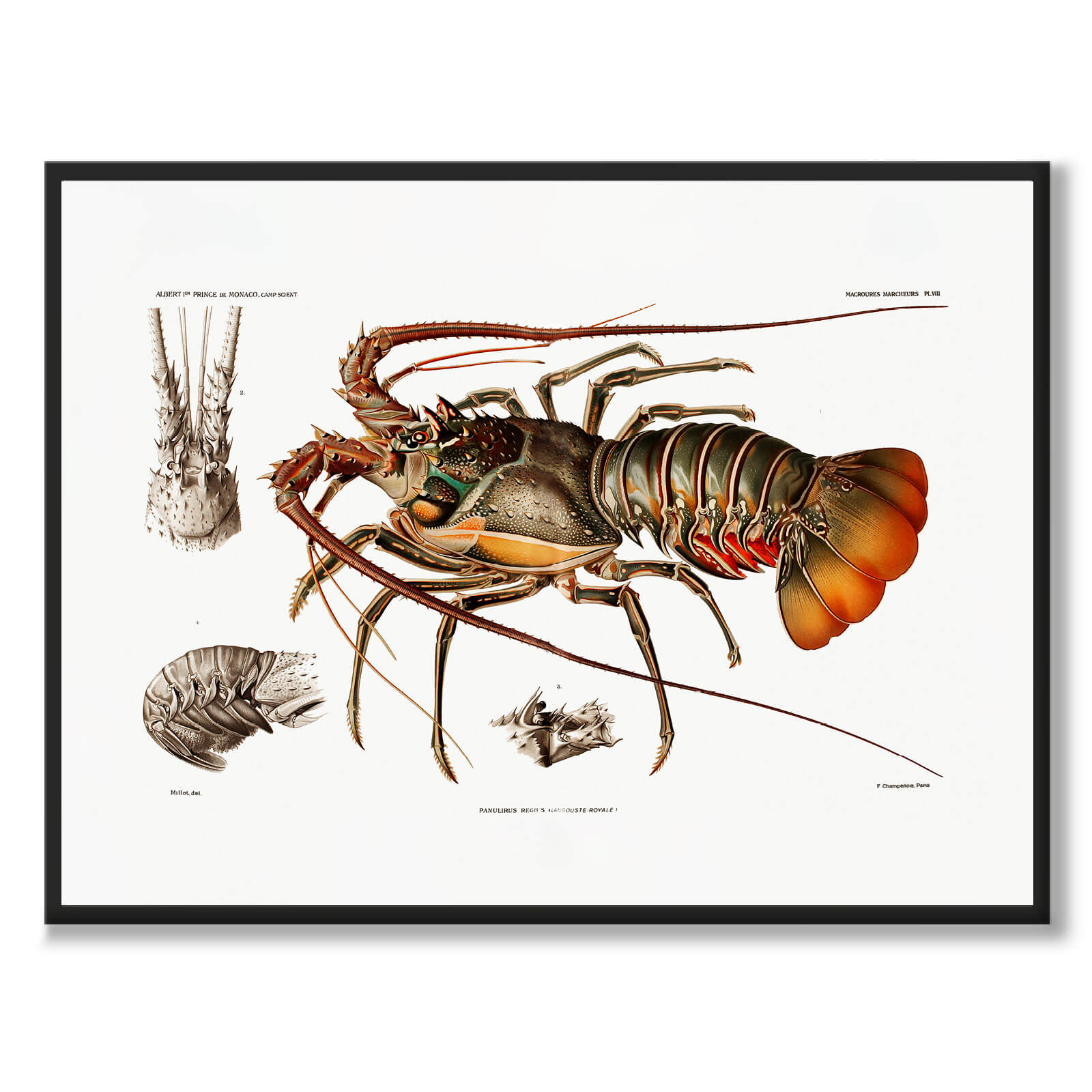 European Lobster som vintage zoologisk illustration och poster från Historly – bild 1