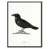 Raven som vintage zoologisk illustration och poster från Historly – bild 1