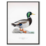 Mallard som vintage zoologisk illustration och poster från Historly – bild 1
