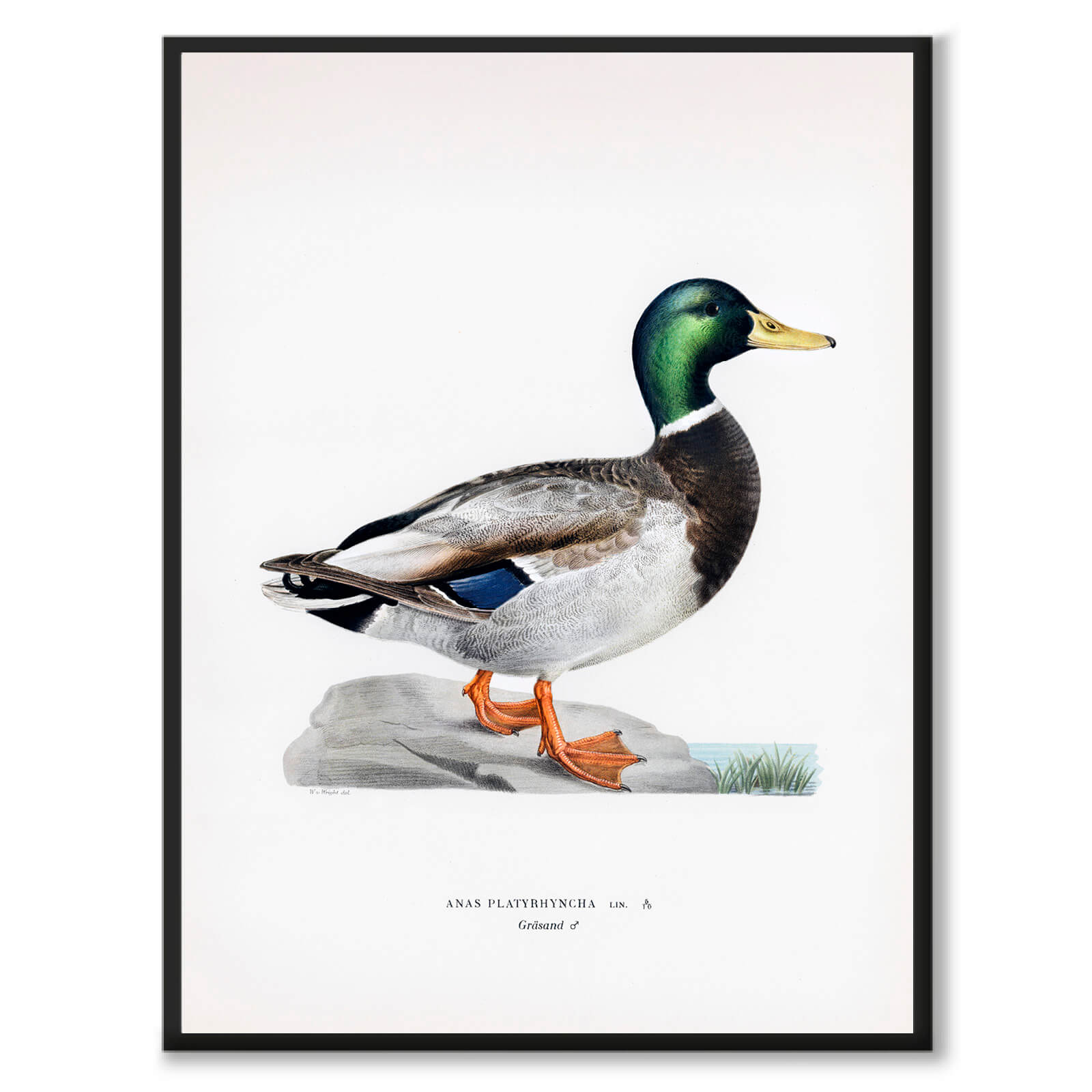 Mallard som vintage zoologisk illustration och poster från Historly – bild 1