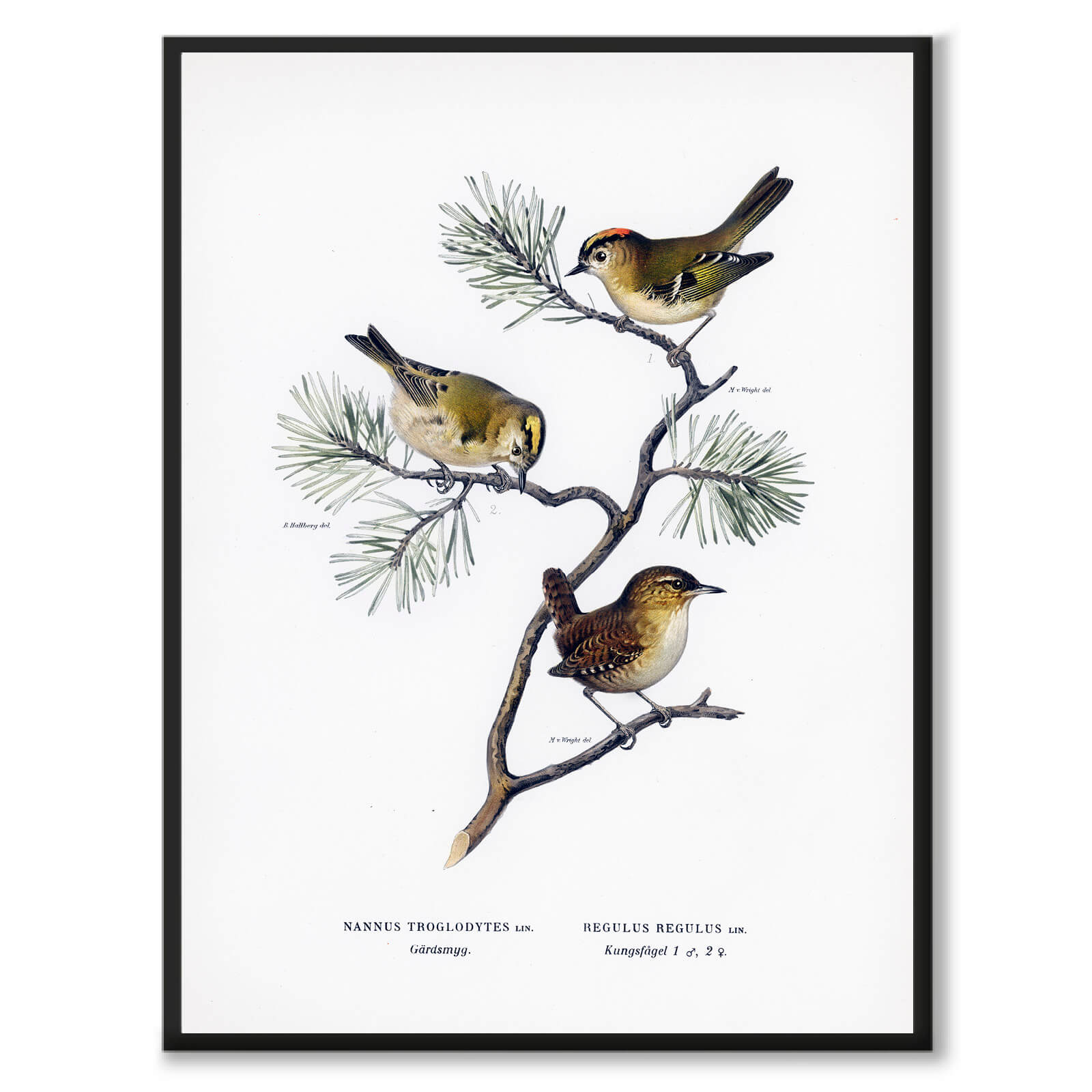 Eurasian Wren & Goldcrest som vintage zoologisk illustration och poster från Historly – bild 1