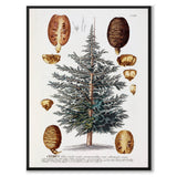Cedrus som vintage zoologisk illustration och poster från Historly – bild 1