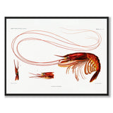 Shrimp som vintage zoologisk illustration och poster från Historly – bild 1